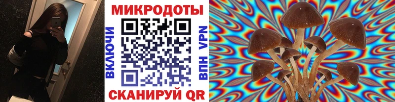 Купить  Ермолино  Галлюциногенные грибы Psilocybine cubensis 